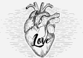 Free Vector Heart Illustration - vector gratuit #419027